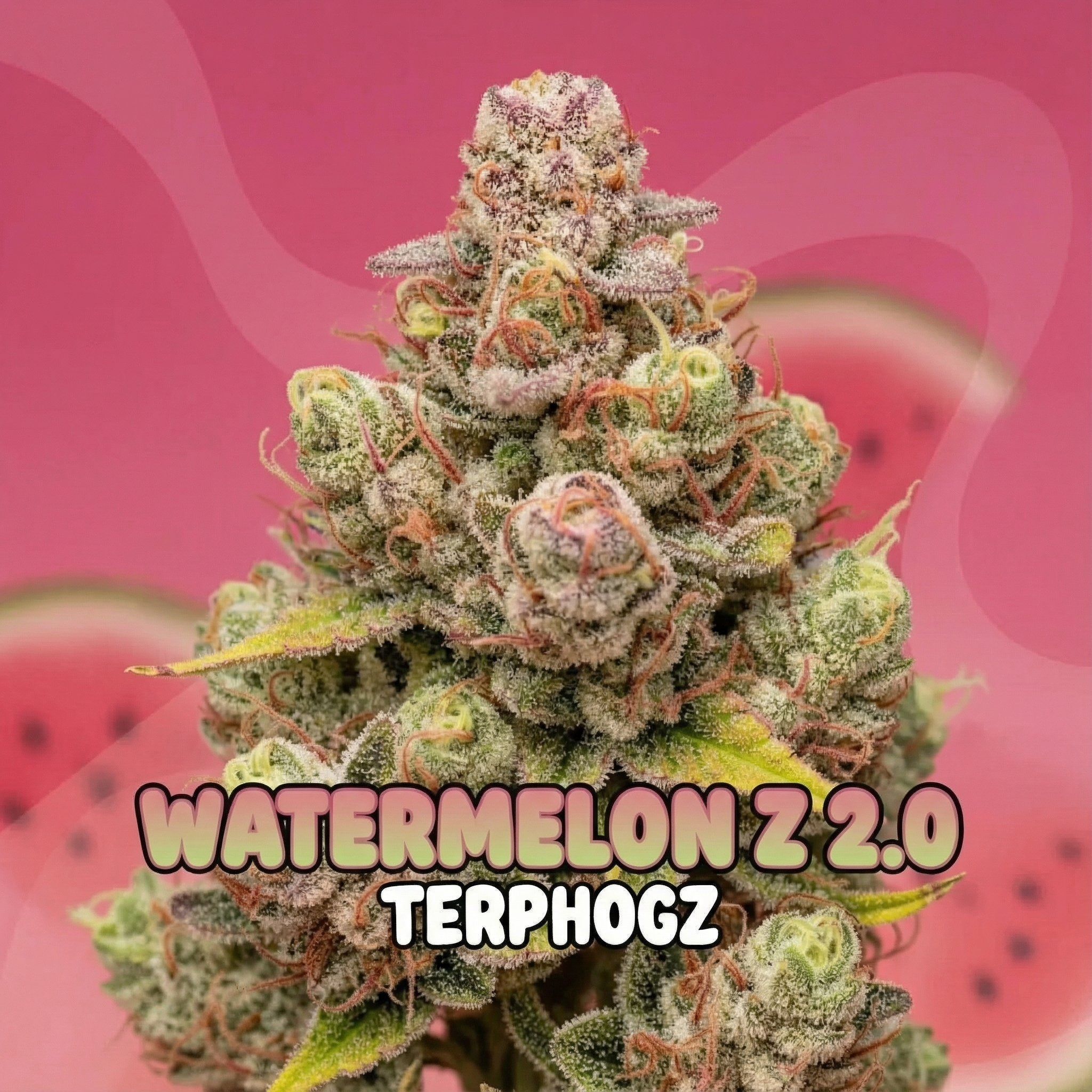 Watermelon Z 2.0 (Híbrido Indica) – TERPHOGZ