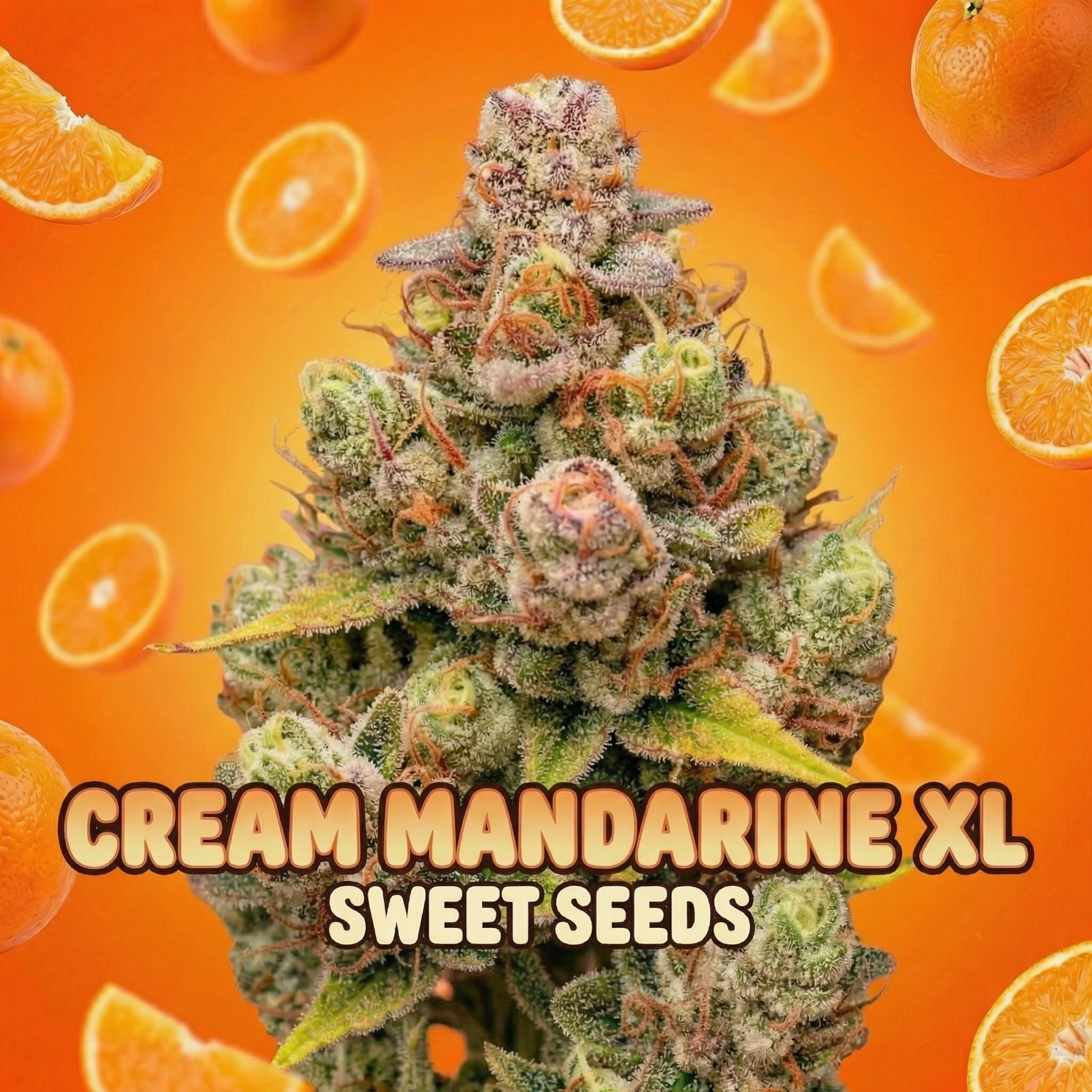 Cream Mandarine (Híbrida) – Sweet Seeds