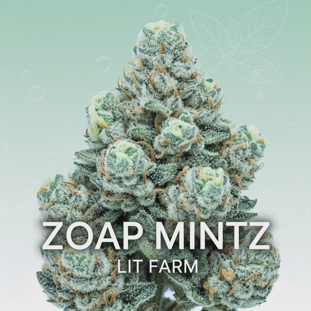 Zoap Mintz (Híbrido) – LIT FARM