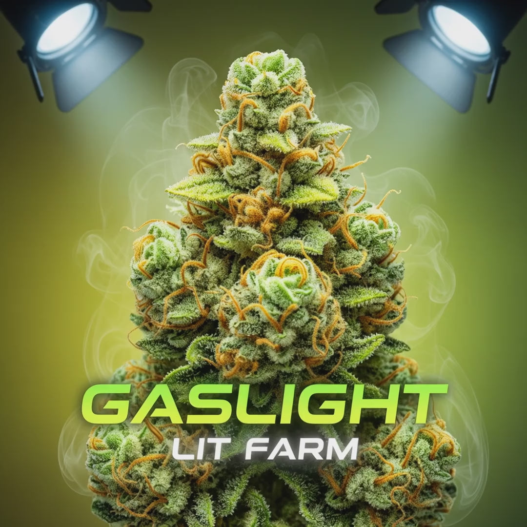 Gaslight HULK GREEN (Sativa Dominante) – LIT FARM